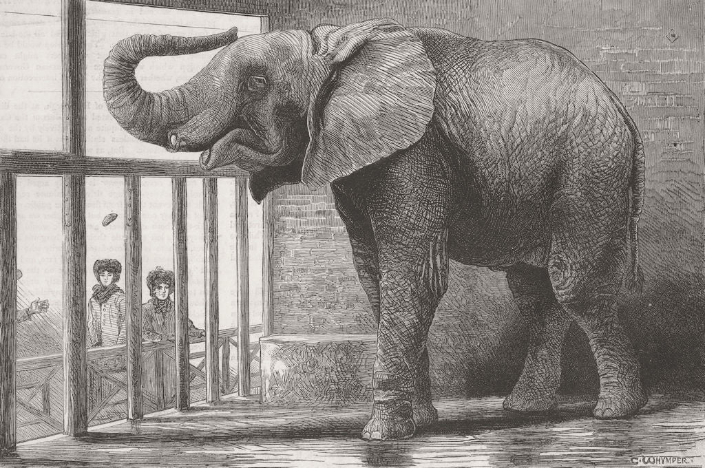 ELEPHANTS. Jumbo, African elephant, zoo 1882 old antique vintage print picture